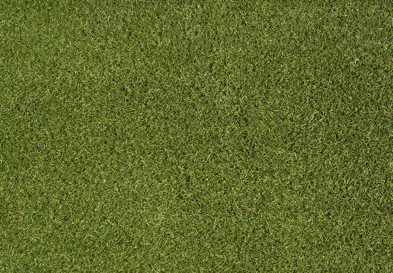 Daisy 40mm Grass Daisy 40mm Grass