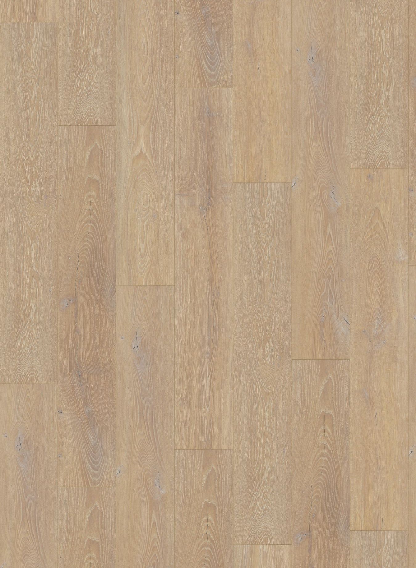Desert Oak Desert Oak